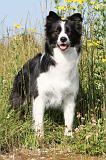 BORDER COLLIE 589
